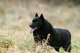 SCHIPPERKE 847